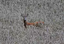  Ein Bock im Kornfeld..  oder wie ging doch gleich dieses Lied? Nachdem dieser Rehbock offensichtlich die Nacht hier verbracht hat (mit wem auch immer) ist er am Morgen des 27.07.2015 auf der Suche nach seinem Fr�hst�ck. Hei�t ja schlie�lich  Bed & Breakfast 