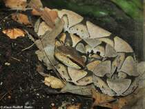 China-Nasenotter (Deinagkistrodon acutus) im Zoo und Botanischen Garten Pilsen (Plzen, Juni 2015). 