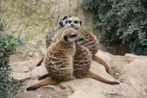 Dicht gedrngte Erdmnnchenfamilie beim aufwrmen. Leipzig 14.09.2008.
