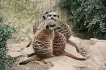 Dicht gedr�ngte Erdm�nnchenfamilie beim aufw�rmen. Leipzig 14.09.2008.
