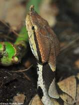 China-Nasenotter (Deinagkistrodon acutus) im Zoo und Botanischen Garten Pilsen (Plzen, Juni 2015). 