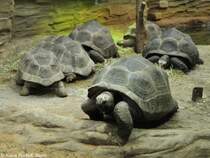 Aldabra-Riesenschildkrte (Geochelone gigantea, syn: Dipsochelys dussumieri) im Zoo und Botanischen Garten Pilsen (Plzen, Juni 2015). 