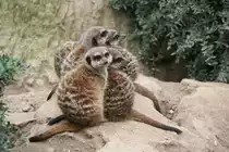 Dicht gedr�ngt sitzende Erdm�nnchenfamilie. Leipzig 14.09.2008. 