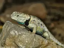 W�sten-Stachlleguan (Sceloporus magister) im Zoo und Botanischen Garten Pilsen (Plzen, Juni 2015).