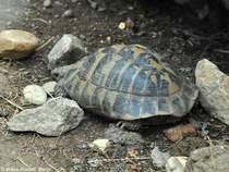 Bttgers Griechische Landschildkrte (Testudo hermanni boettgeri) im Zoo und Botanischen Garten Pilsen (Plzen, Juni 2015).