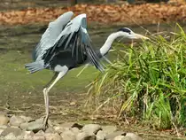 Graureiher (Ardea cinerea) im Tierpark Cottbus (April 2015).