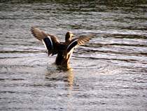 gefllt mir immer wieder :-))