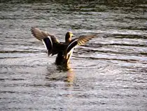 gef�llt mir immer wieder :-))