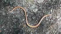 Diese Blindschleiche (Anguis fragilis) sonnte sich im Gro�en Zschand (S�chsische Schweiz); 16.07.2015
