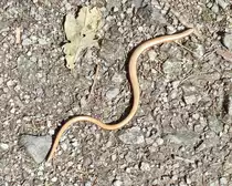 In den Richter-Schl�chten (Hintere S�chsische Schweiz) war diese Blindschleiche (Anguis fragilis) �ber uns genauso �berrascht, wie wir �ber sie; 16.07.2015
