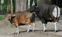 Java-Banteng (Bos javanicus javanicus). Paar im Tierpark Cottbus (2009).