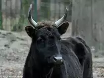 Kaukasus-Zebu (Bos primigenius f. taurus) im Tierpark Berlin (2009).