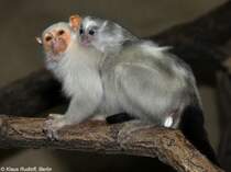 Silberffchen (Mico argentata). Mnnchen mit Jungtier im Tierpark Berlin /2009).