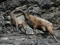 Kuban-Tur oder Westkaukasischer Steinbock (Capra caucasica). Paar im Zoo Prag (Praha, 2009).