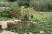 T�pfelhy�ne auf der Aussenanlage. Leipzig 14.09.2008.
