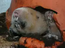 Riesengraumull oder Mechows Graumull (Fukomys mechowi oder Cryptomys mechowi) in der Universit�t Budweis (2009). 