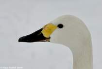 Zwergschwan (Cygnus columbianus bewickii) im Tierpark Berlin (2010).