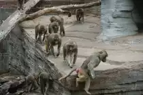 Mantelpaviane auf Streifzug. Leipzig 14.9.2008.
