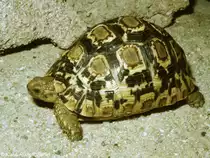 Babcocks Pantherschildkr�te (Geochelone pardalis babcocki). Jundes Tier im Tierpark Berlin (1978).
