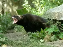 Europ�ischer Vielfra� (Gulo gulo gulo) im Skansen Stockholm (2004).