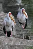 Nimmersatt (Mycteria ibis) am 26.6.2010 im Leipziger Zoo.