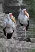 Nimmersatt (Mycteria ibis) am 26.6.2010 im Leipziger Zoo.