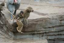 Mantelpavianweibchen mit Jungen beim beherzten Sprung. Vieleicht dient der Schwanz des Weibchens zur Absttzung des Jungtiers. Leipzig 14.9.2008.
