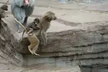 Mantelpavianweibchen mit Jungen beim beherzten Sprung. Vieleicht dient der Schwanz des Weibchens zur Abst�tzung des Jungtiers. Leipzig 14.9.2008.
