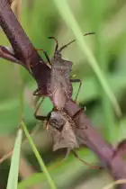 Lederwanze (Coreus marginatus) bei der Paarung, Schloss Ortenberg 5.7.2010.
