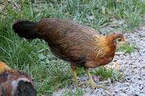 Javanesisches Zwergjunghuhn (Deutsches Buschhuhn) am 7.7.2010 im Schwarzwlder Freilichtmuseum Vogtsbauernhof.