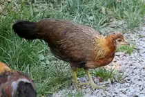 Javanesisches Zwergjunghuhn (Deutsches Buschhuhn) am 7.7.2010 im Schwarzw�lder Freilichtmuseum Vogtsbauernhof.