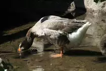 Toulouser Gans am 7.7.2010 im Schwarzw�lder Freilichtmuseum Vogtsbauernhof.