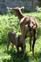 Bunte Deutsche Edelziegen (Harzziege) am 7.7.2010 im Schwarzw�lder Freilichtmuseum Vogtsbauernhof.