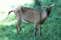 Bunte Deutsche Edelziege (Harzziege) am 7.7.2010 im Schwarzw�lder Freilichtmuseum Vogtsbauernhof.