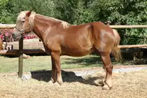 Schwarzw�lder (Fuchs) Kaltblut am 7.7.2010 im Schwarzw�lder Freilichtmuseum Vogtsbauernhof.