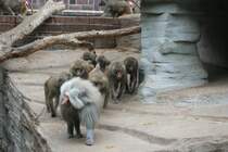 Ein Trupp Mantelpaviane auf Tour. Hier sollte jeder, der nicht zur Bande gehrt den Weg frei machen. Leipzig 14.9.2008.
