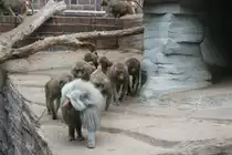 Ein Trupp Mantelpaviane auf Tour. Hier sollte jeder, der nicht zur Bande geh�rt den Weg frei machen. Leipzig 14.9.2008.
