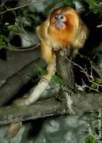 Goldenes L�wen�ffchen (Leontopithecus rosalia) im Zoo Frankfurt/Main (2012).