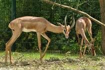 Sdliche Giraffengazelle (Litocranius walleri walleri). Paar im Tierpark Berlin (2013).