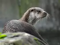 Europ�ischer Fischotter (Lutra lutra lutra) im Aquarium Silkeborg (2009).