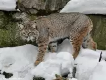 Rotluchs oder Bobcat (Lynx rufus). M�nnchen im Tierpark Berlin (2009).