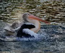 Brillenpelikan oder Australischer Pelikan (Pelecanus conspicillatus) im Tierpark Berlin.