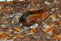 Geflecktes Rsselhndchen (Rhynchocyon cirnei macrurus) im Tierpark Berlin (2013).