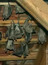 Nilflughund (Rousettus aegyptiacus) im Zoo Berlin (2004).