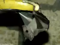 Nilflughund (Rousettus aegyptiacus) im Th�ringer Zoopark Erfurt (2006).
