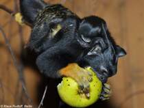 Rothandtamarin (Saguinus midas midas). Mnnchen mit Jungtier im Tierpark Berlin (2010).