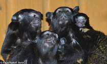 Rothandtamarin (Saguinus midas midas). Familie mit Jungtier im Tierpark Berlin (2010).