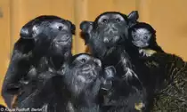 Rothandtamarin (Saguinus midas midas). Familie mit Jungtier im Tierpark Berlin (2010).