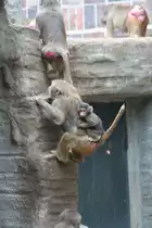 Mantelpaviane beim Klettern. Leipzig 14.9.2008.
