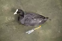 Bl�sshuhn am 10.7.2010 im Konstanzer Hafen.